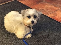 Hund med blå koppel