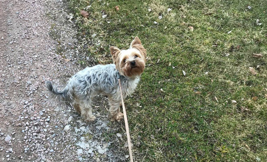 Hund på promenad med R4