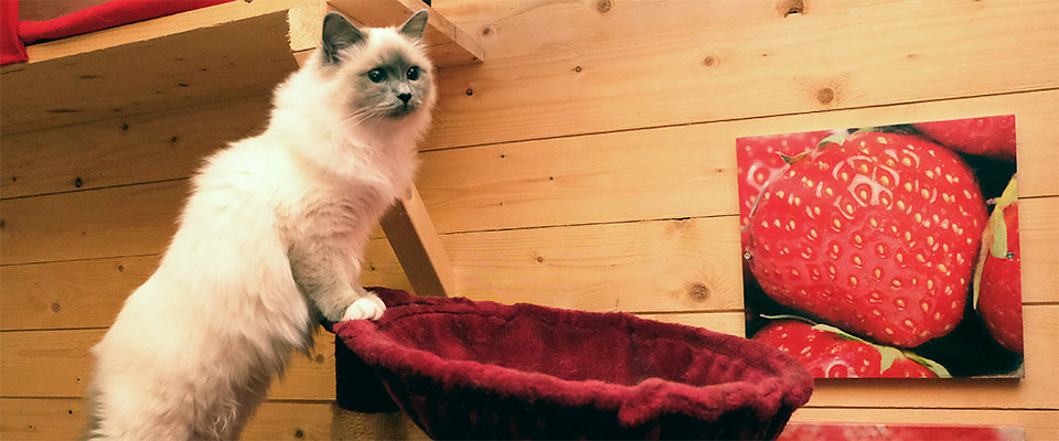 Katt och jordgubbstavla på R4