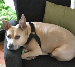 Leia