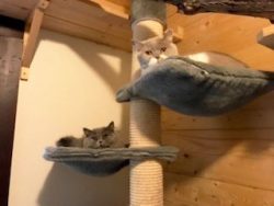 Rufus & Co.